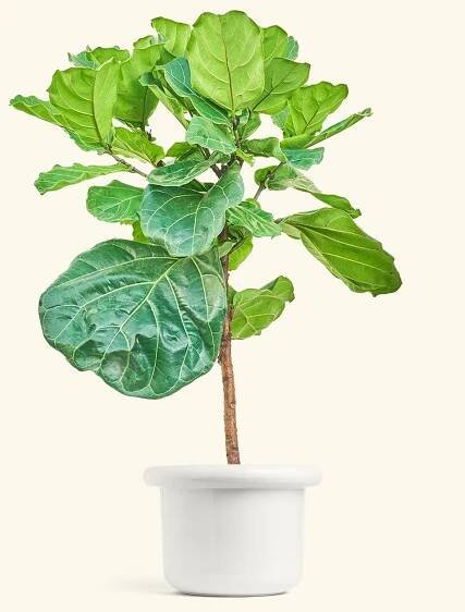 Fiddle Leaf Figin a 10 inches Fat Lip White Planter 