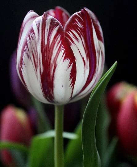 První krach na burze způsobily tulipány – Epochaplus.cz