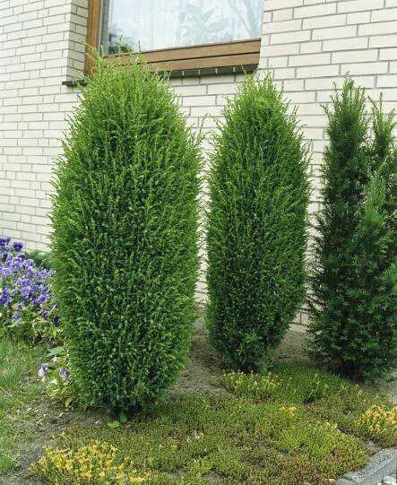 Juniperus communis ´Hibernica´ , Jalovec obecný, 25-30 cm, C2