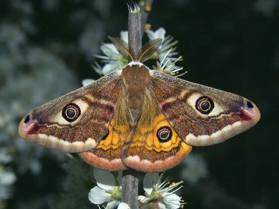 Saturnia pavoniella (martináč podobný) | BioLib.cz