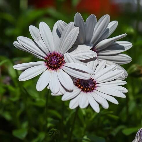 Paprskovka White – Osteospermum ecklonis – osivo paprskovky