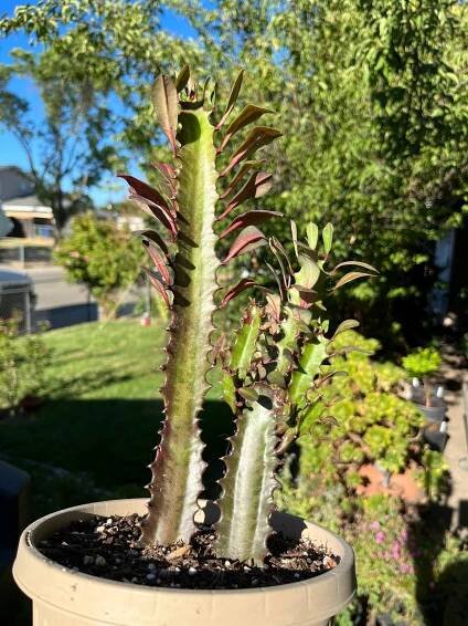 Medium African Milk Tree (Euphorbia trigona 'rubra') – Rooted