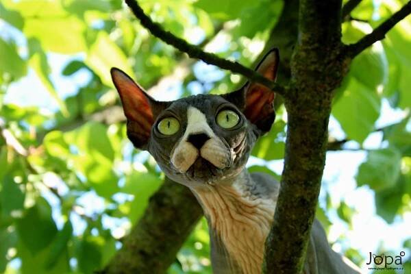 Yamaha Best Show *RU | Jopa Sphynx