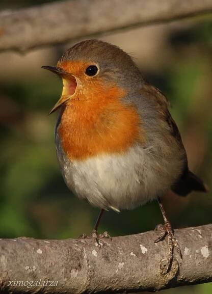 European Robin