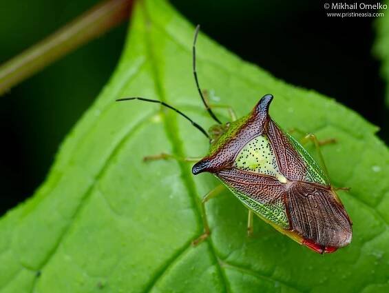 Acanthosoma haemorrhoidale (Acanthosomatidae) from Russia