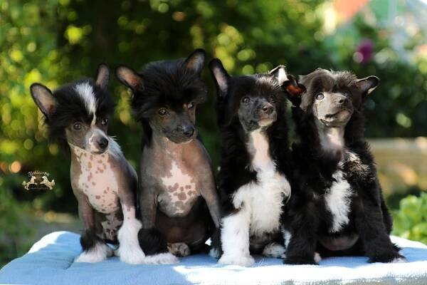 F-Kullen / F-Litter - Kennel Tinklecrest