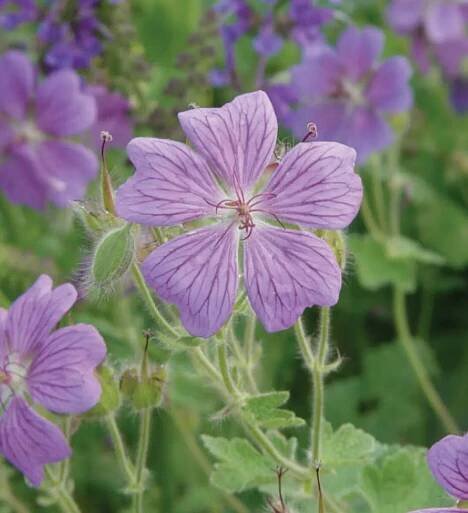 Geranium, Rozanne