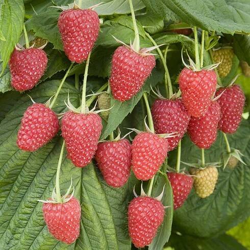 RASPBERRIES CULTIVATION - euconsult