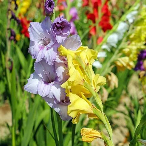Gladioly směs barev – Gladiolus – cibuloviny – prodej mečíků