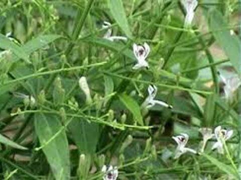 Měkýn Latnatý - Andrographis Paniculáta - hořký poklad přírody - ZLIN.CZ