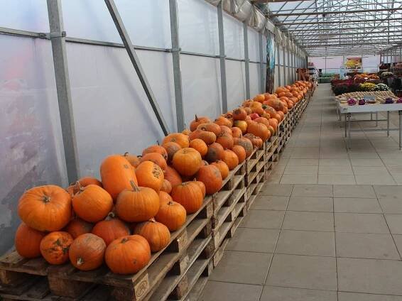 Jahody a brambory nahradily dýně. Vraňanská farma vítá podzim oranžovou záplavou