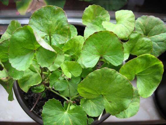Gotu kola – lék na inteligenci