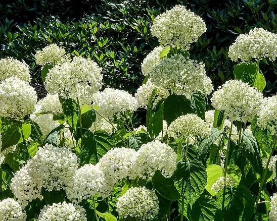 White Hydrangea arborescens 'Strong Annabelle' Hydrangea Annabelle