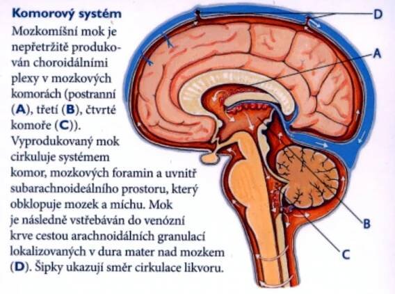 Hydrocefalus | Neurochirurgická a neuroonkologická klinika 1. LF UK a ÚVN Praha