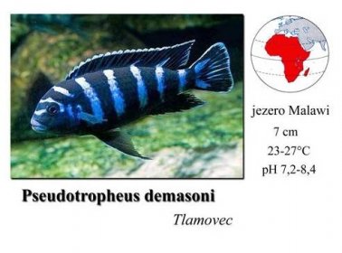 Tlamovec / Pseudotropheus demasoni - SkloREX Akvaristika