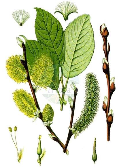 Salix caprea - Salicaceae,Plantae,Pteridobiotina,Angiosperms,Malpighiales,Salicaceae,Salix,Salix caprea,Capraea vulgaris, Nectopix caprea, Salix aurigerana, Salix bakko, Salix caprea f. elongata, Salix caprea f. subglabra, Salix caprea subsp. hultenii, Salix caprea var. lanatifolia, Salix caprea var. pendula, Salix coaetanea, Salix hallisanensis, Salix hallisanensis f. elongata, Salix hultenii, Salix hultenii f. angustifolia, Salix hultenii var. angustifolia, Salix ishidoyana, Salix lanata, Salix proteifolia, Salix raddeana var. subglabra, Salix sphacelata, Salix tomentosa, Salix tomentosa var. androgyna, Salix tomentosa var. macrophylla, Salix tomentosa var. rotundifolia, Salix tomentosa var. tenuifolia, Salix tomentosa var. ternata, Salix ulmifolia,Sal-Weide;goat willow;hoary willow;common sallow;great sallow;palm willow;pussy willow;Saule des chèvres;Saule marsault;marsault;saule mâle;bonnade;boursault;civette;gévrine;marsaule;osier cendré;petit marceau;saule cendré;saule gris;vorde;sauce cabruna;salce blanco;sauce cabruno;zargatillo;Salice delle capre;salicone;salica;salice caprino;salcio caprino;salcio delle capre;waterwilg;boswilg;salgueiro-cabuxo;бредина;ива козья;sorgun;shelg;gatsaule;iva;vrba iva;vanlig sälg;sälg;selje-pil;wierzba iwa;iva;kecskefűz;vrba jíva;salcie capreasca;vŕba rakyta;верба козяча;ива;козя върба;selje;raita;selja;huáng huā liǔ;黄花柳