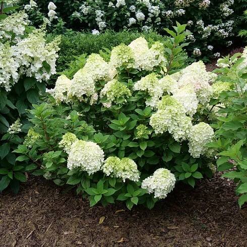 Little Lime Punch® Hydrangea
