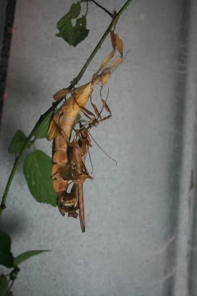 Soubor:Extatosoma tiaratum - Female with two males.jpg
