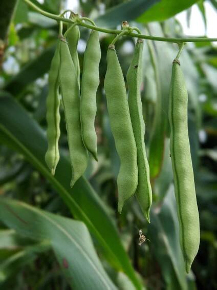 Heirloom Pole Beans