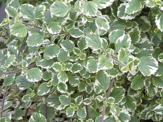 moud, plektrantus - Plectranthus coleoides Variegatus