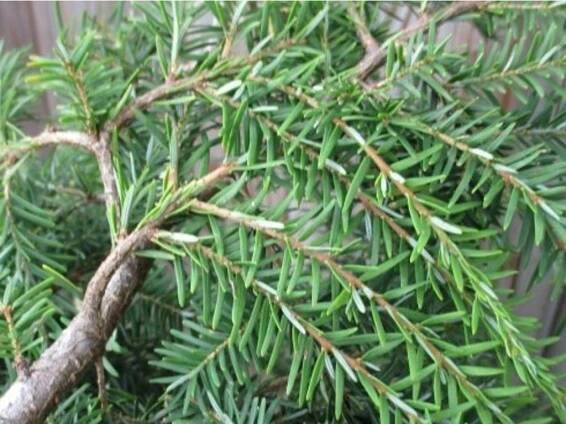 Jedlovec kanadský 'Pendula' - Zahradnictví Spomyšl