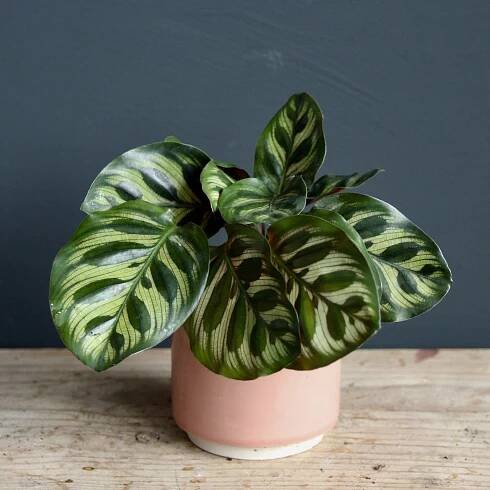 calathea-makoyana-rastlinkovo