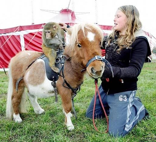 Cirkus Berosini v Opavě: Zvířata jsou členy rodiny, říká Berousek