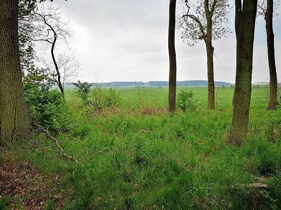 Das große Luch bei Dannenwalde