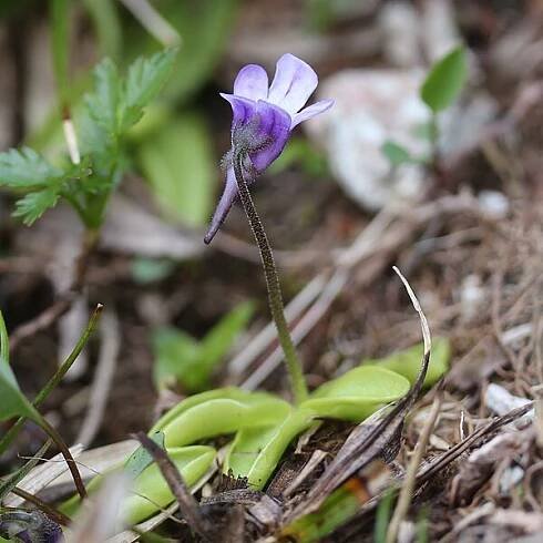 Snímek 'Tučnice obecná' - PŘÍRODA.cz