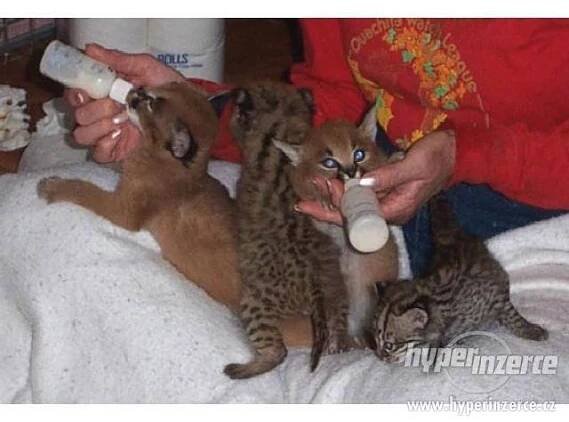 Bengálská, Savanová, Serval, a Caracal koťata na prodej - foto 4