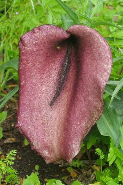 A giant dark red lily flower with an even darker stem.