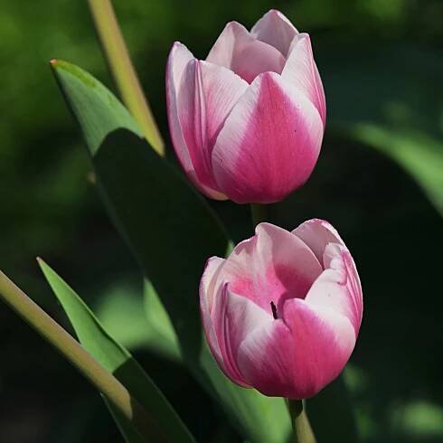 Cibuľky tulipánov – tulipán Ollioules – Tulipa