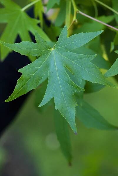 Ambroň západní Worplesdon (Liquidambar styraciflua)