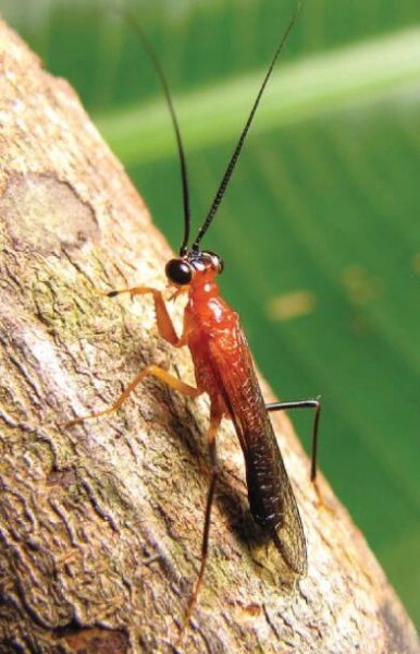 Mantoididae