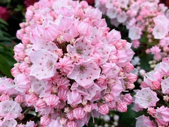 Hortinno® Kalmia latifolia Tiddlywinks