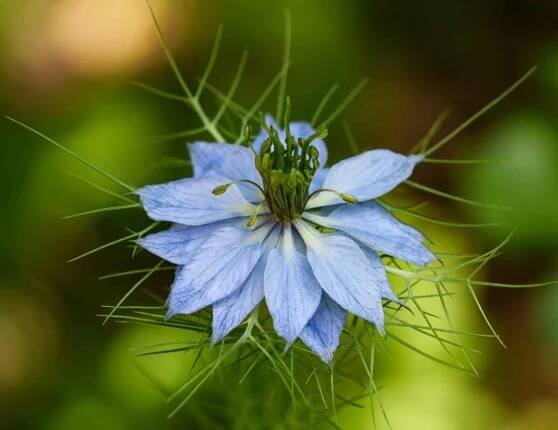 Černý kmín (Nigella sativa) - rostlina, která „léčí“ všechno kromě smrti - Sen Shop