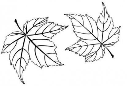 Javorové listy omalovánka
