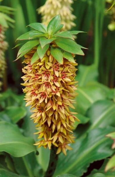 Eucomis ´Bicolor´ , Chocholatice, 14,16