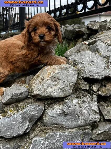 Cavapoo štěňata na prodej-5, inzerce-cz.cz