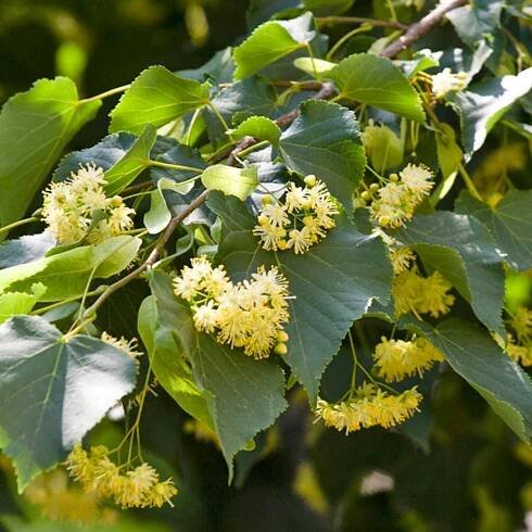 Linden, Lindenbaum