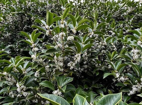 Vonokvětka střídavolistá - Osmanthus heterophyllus
