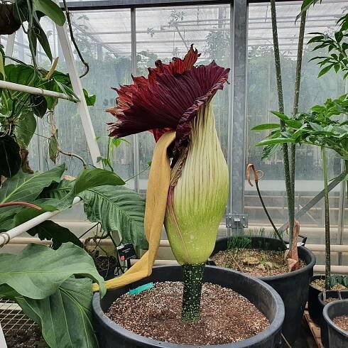 Closed spathe of titan arum, Paul Rees © RBG Kew