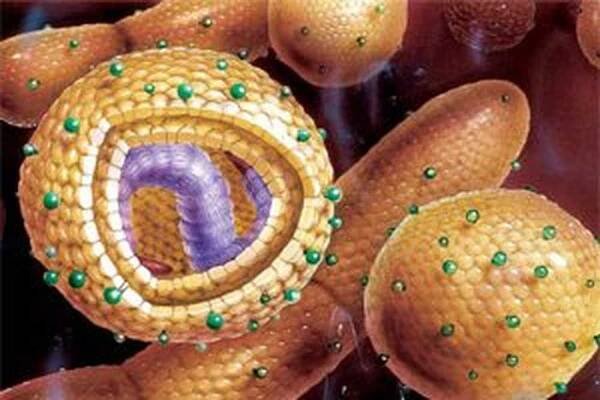 Virové hepatitidy G / Hepatitida
