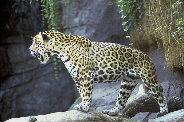 Soubor:Jaguar animal panthera onca.jpg – Wikipedie