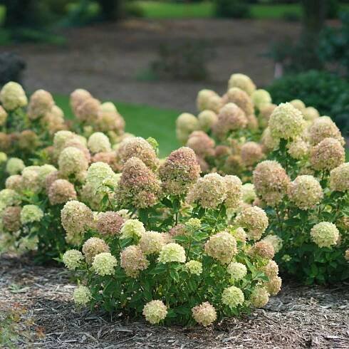 Hortenzie latnatá 'Little Lime'