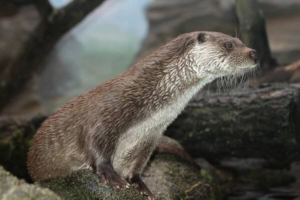 Obrázek - Lutra lutra (vydra říční) | BioLib.cz