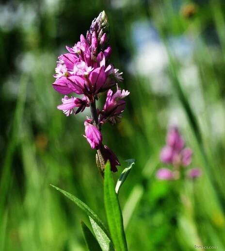 Vítod chocholatý (Polygala comosa), květy, květenství