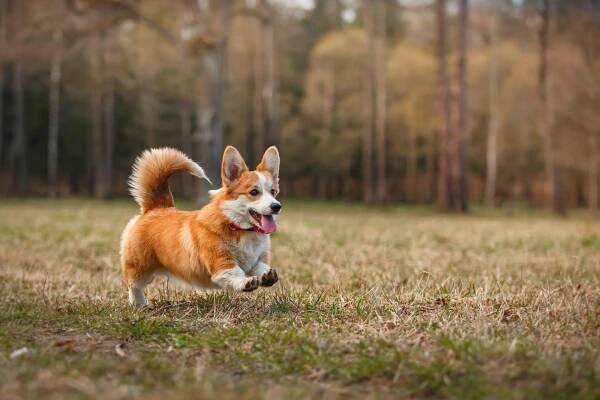 Welsh corgi stock fotografie, royalty free obrázky