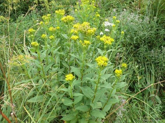 Starček německý - Senecio germanicus