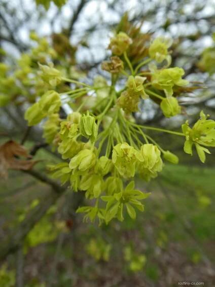 Javor mléč Palmatifidum - větévka s květy (Acer platanoides)
